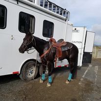 Red Light Therapy Benefits for Horses