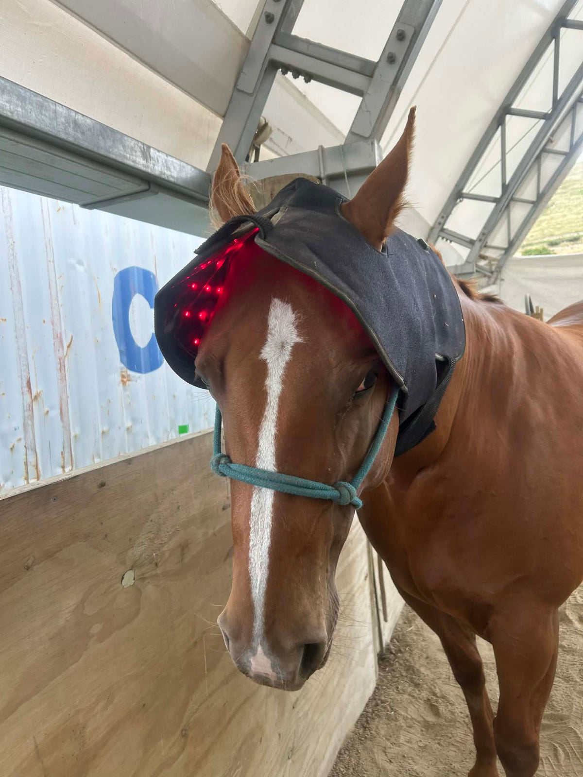 Horse Neck/Hood