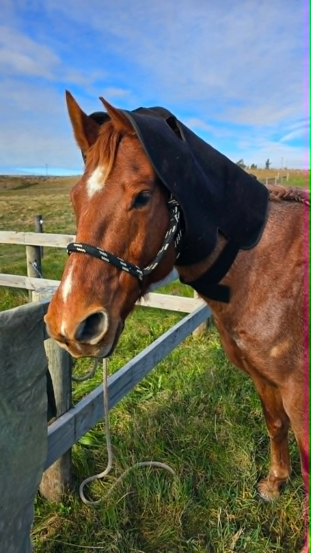 Horse Neck/Hood
