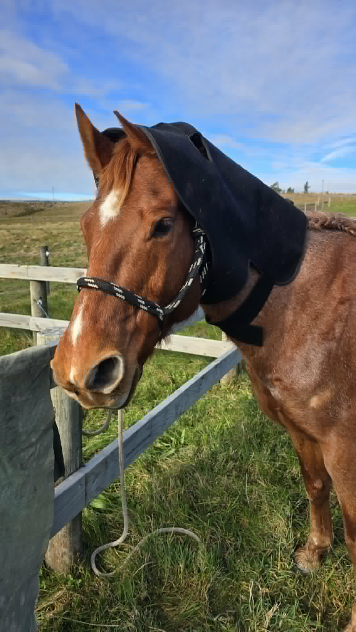 Horse Neck/Hood