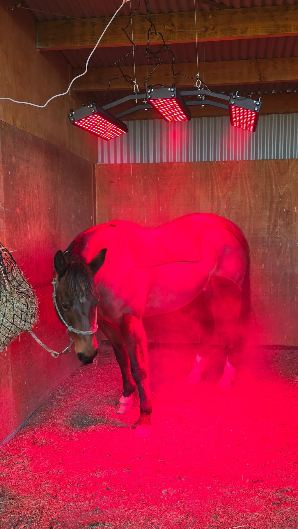 Horse Solarium