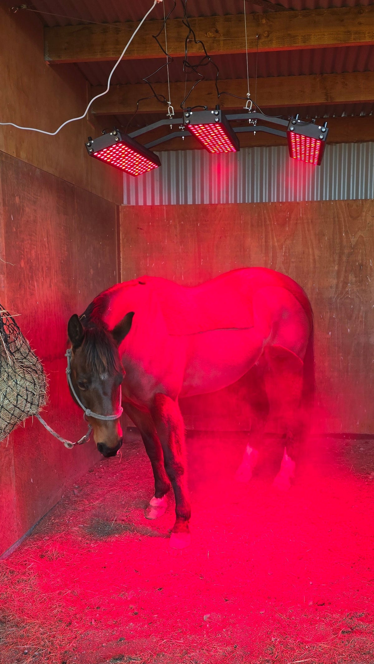Horse Solarium