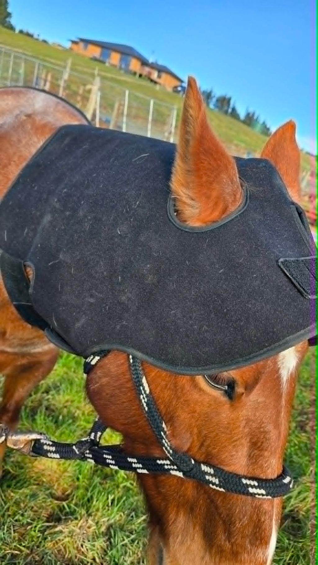 Horse Neck/Hood