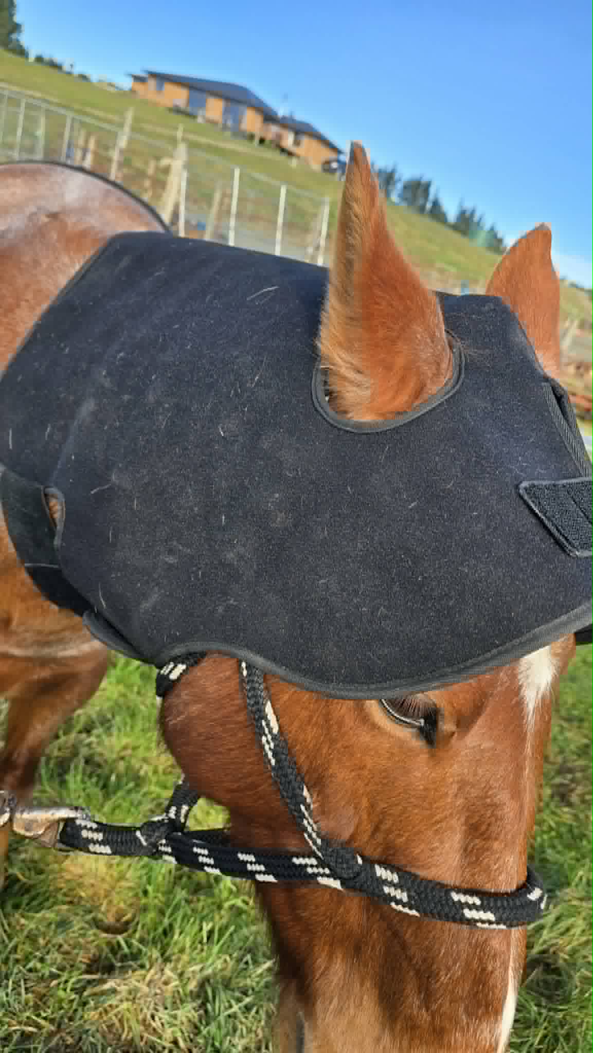 Horse Neck/Hood