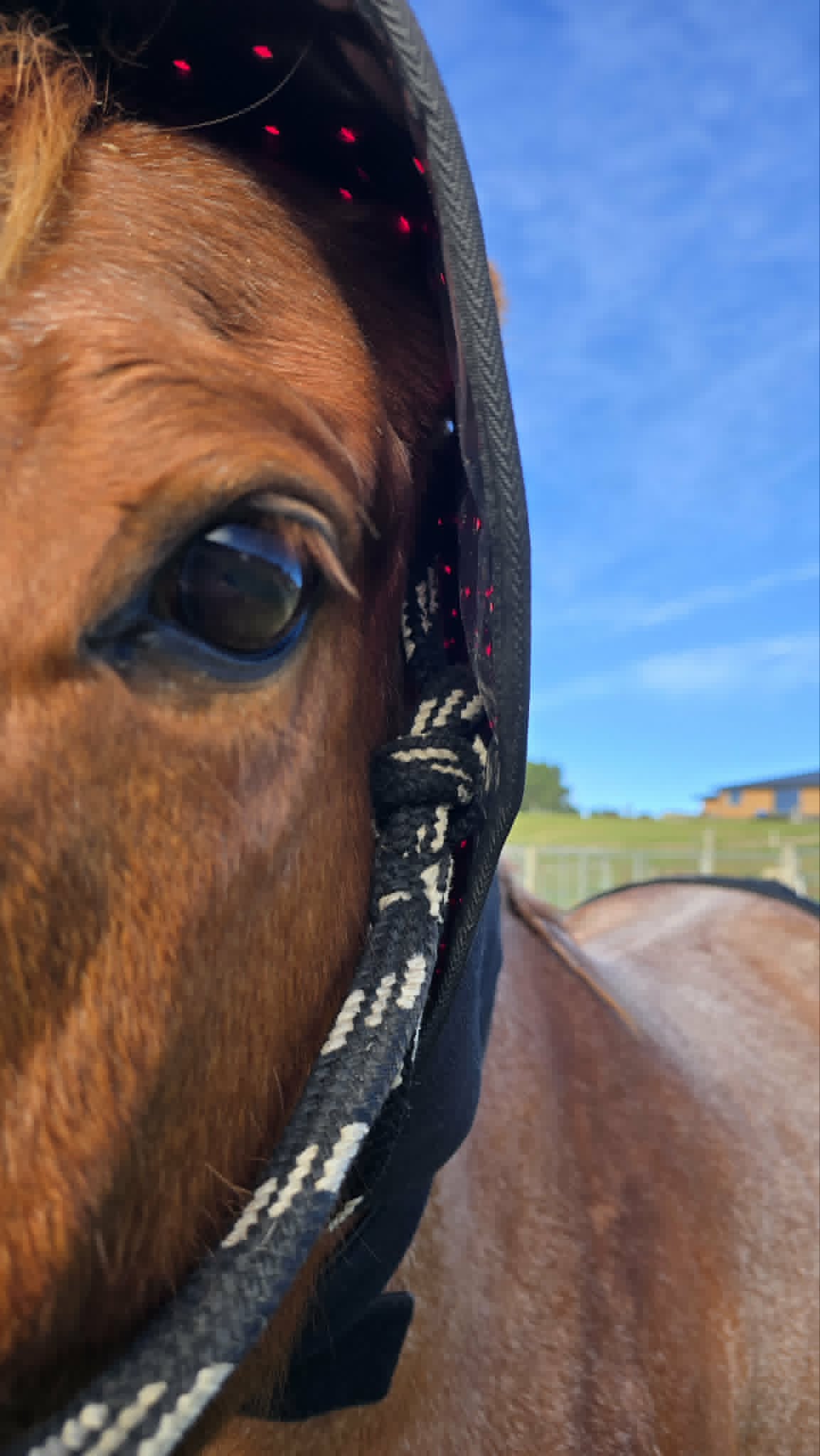 Horse Neck/Hood