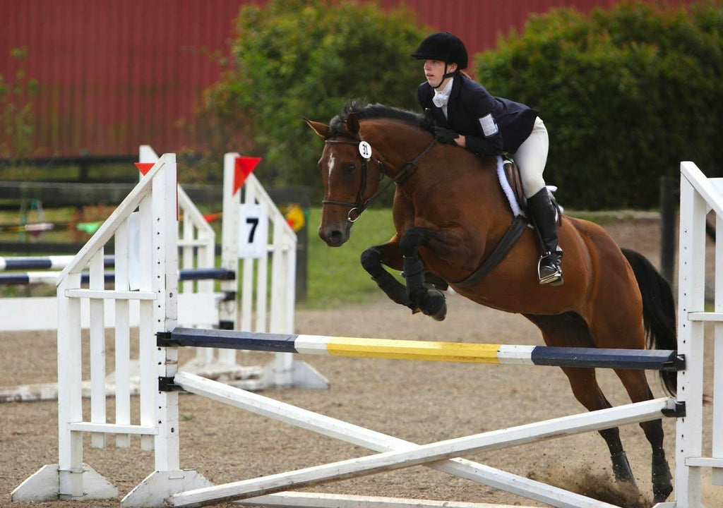 Horse Hock Wrap Pair