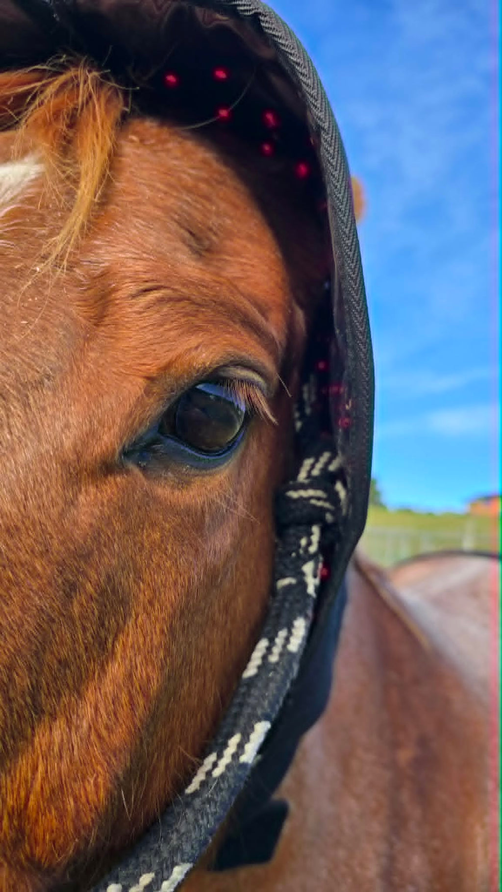Horse Neck/Hood