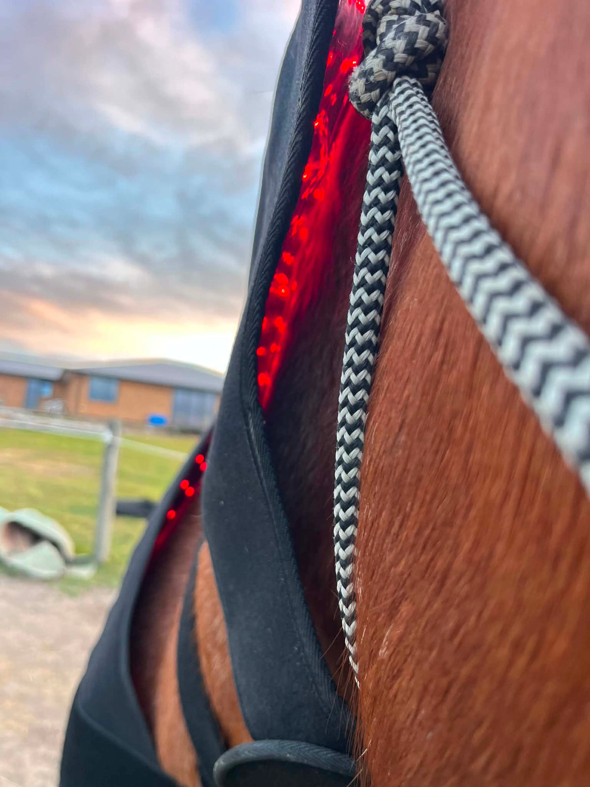Horse Neck/Hood