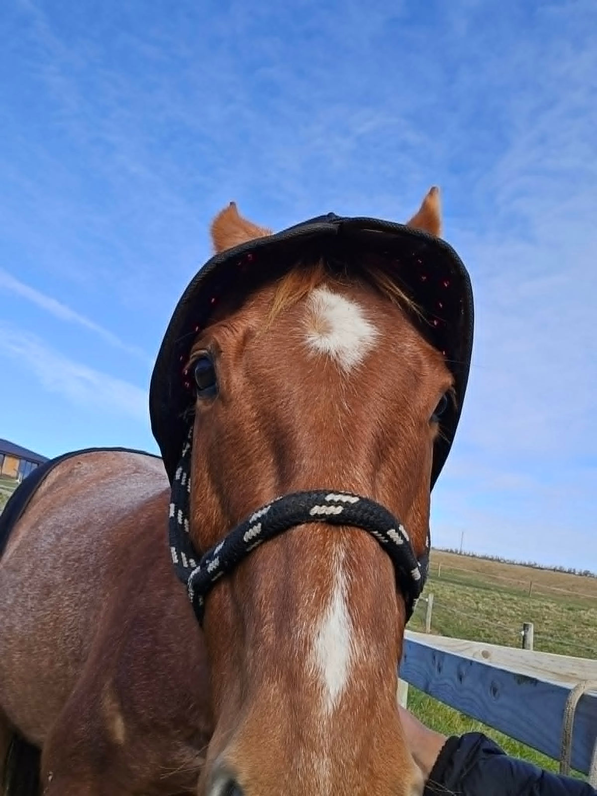 Horse Neck/Hood