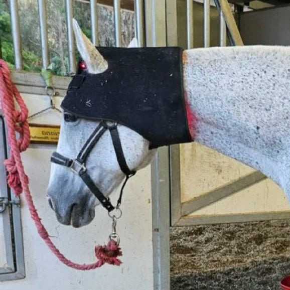 Ultimate Horse Kit Pro1