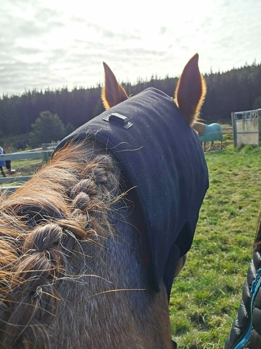 Horse Neck/Hood
