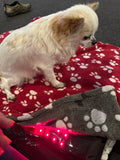 Canine Therapy Pad for Targeted Joint Relief