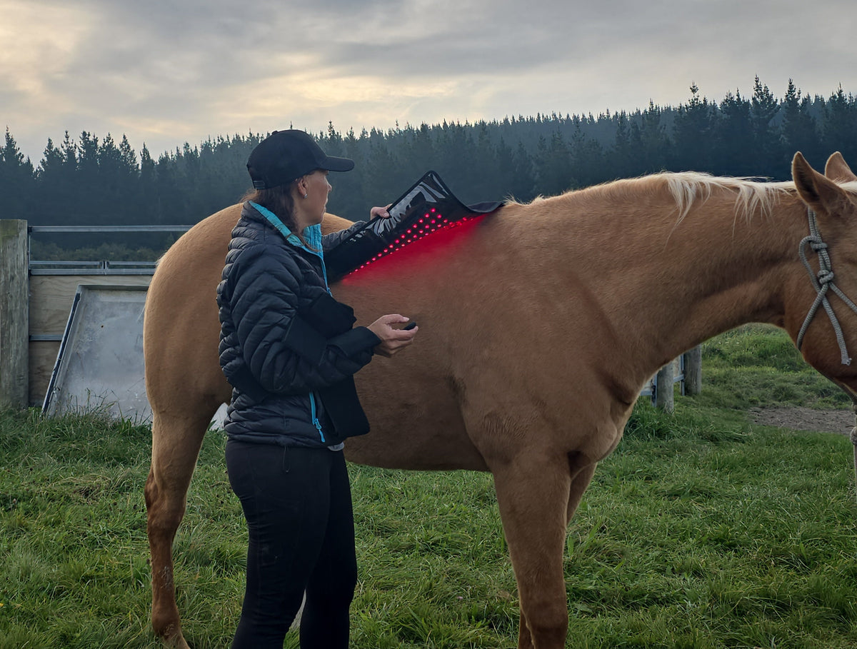 Horse Body Wrap